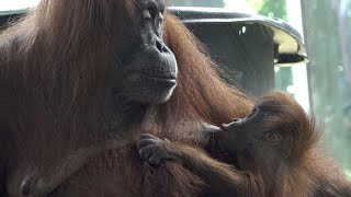 Toronto Zoo  Baby Orangutan Has A Name! 2022 (4K HDR)