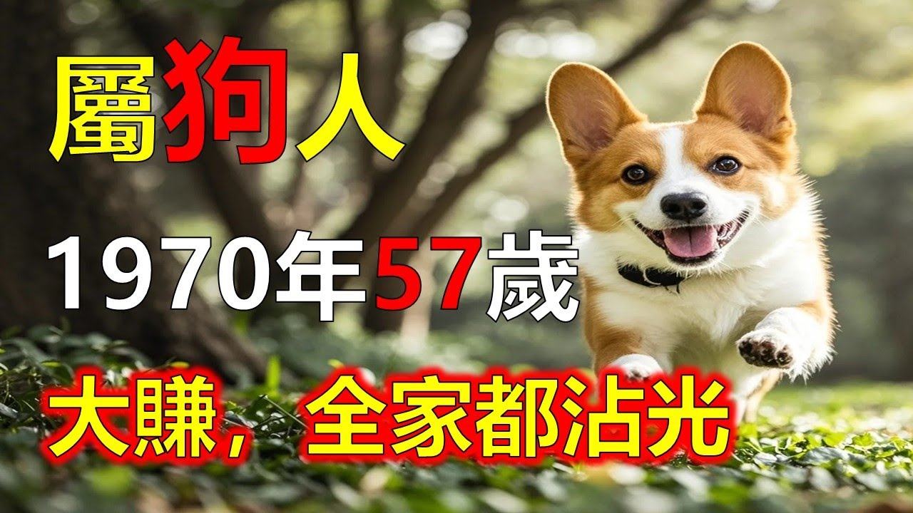 1970年屬狗人,2026年大賺,年底有大喜,全家都沾光#2026狗#生肖狗#1970 狗 - YouTube
