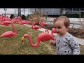 Baby among Flamingos