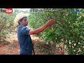 Asi se limpian las plantas de granada en el campo