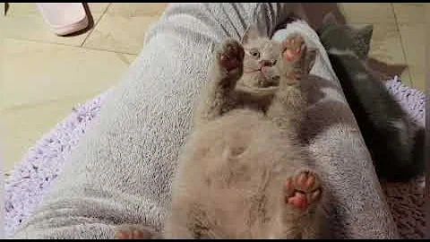 Video 3440031: british shorthair, cattery calmcat, calmcat uk, litter