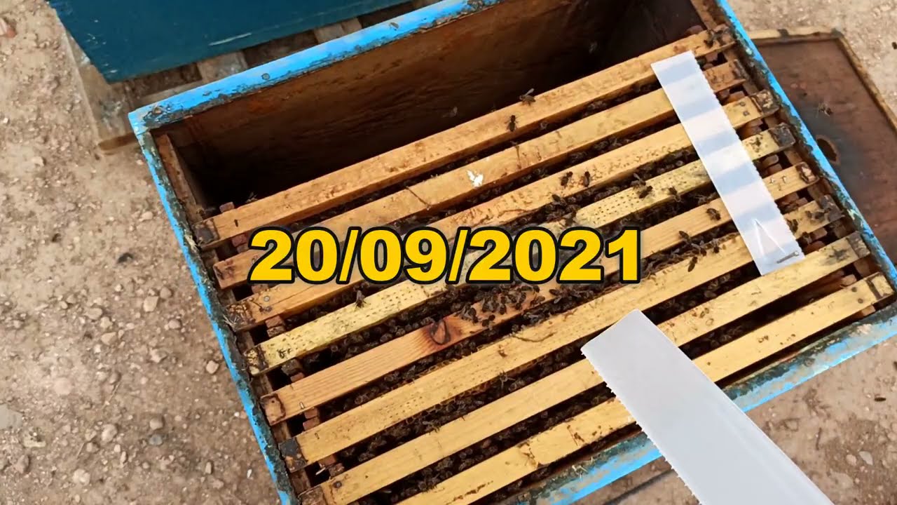 علاج فاروا النحل بالدواء