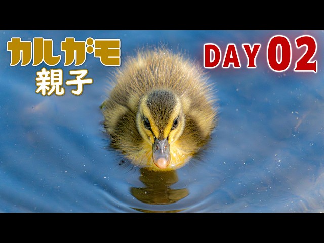 カルガモ親子2024～飛べるまでの成長記録～02日目【4K60p記録映像