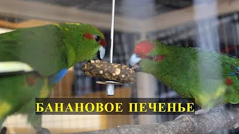 БАНАНОВОЕ ПЕЧЕНЬЕ ДЛЯ ПОПУГАЕВ | КАК ГОТОВИТЬ ВКУСНЯШКИ | PetMania