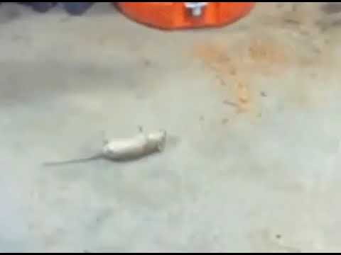Ölü taklidi yapan fare