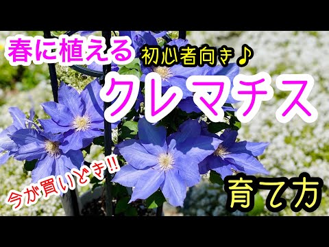 初心者でも大丈夫❣️『クレマチス』の育て方！簡単、きれい、よく育つ。