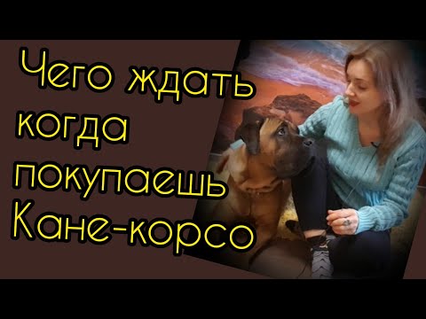 Воспитание кане корсо в домашних условиях