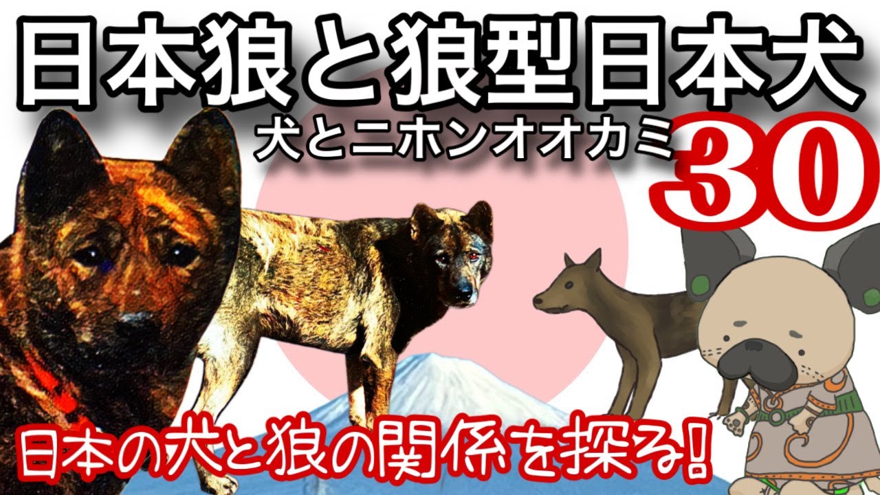 日本狼と狼型日本犬の謎〜日本の犬と狼の関係を探る!〜犬とニホンオオカミ30