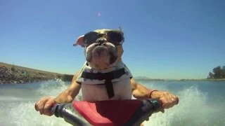 Dogs - best moments. Best videos about dogs !!! by NewsWorld TV 20,487 views 7 years ago 2 minutes, 24 seconds