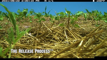Food Plot Time Lapse: Growing Fast!