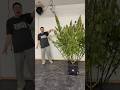 This Seed Came From 1998 We Grew About 60 Seeds So Far And This Haze Was The Best One So Far рџЌї This Seed Came From 1998 We Grew About 60 Seeds So Far And This Haze Was The Best One So Far рџЌї