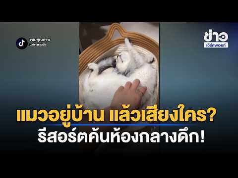 The Mystery Cat Drama! Resort Insists There Is Evidence, Influencer Retorts She Didn't Bring One ...