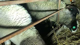 Чем кормить овец?#кормление овец про наступлении холодов#овцеводство