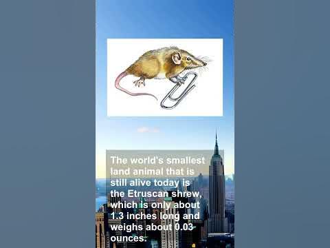 The world's smallest land animal that is still alive today is the