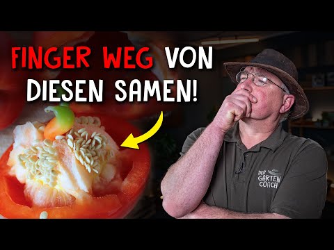 Video: Sammeln von Auberginensamen – Tipps zum Aufbewahren von Auberginensamen für das nächste Jahr