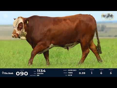 LOTE 90   TAT 1134 M Braford