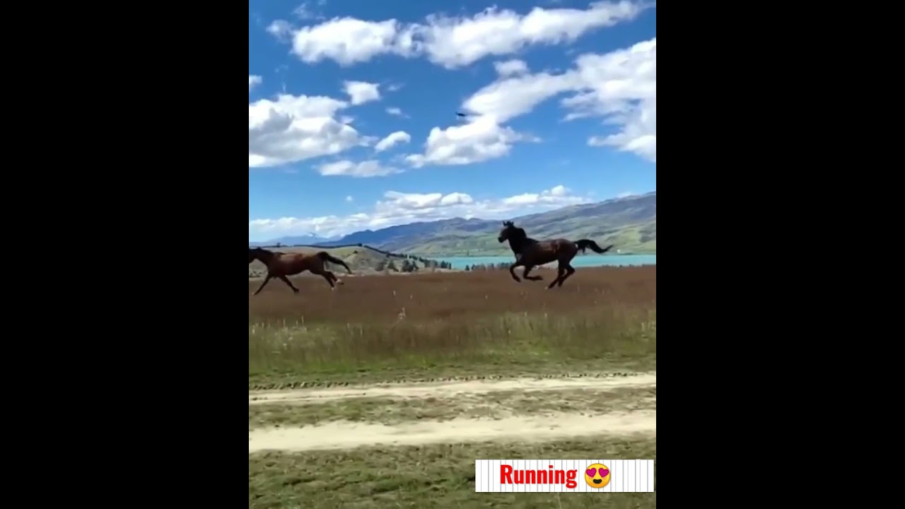 Guarda BEAUTIFUL WILD HORSES RUN to the Distillatione! su YouTube Guarda BEAUTIFUL WILD HORSES RUN to the Distillatione! su YouTube