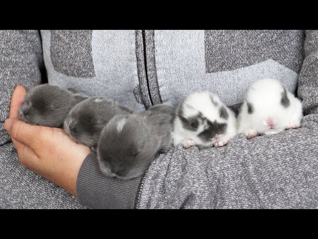 Hugging Baby Bunnies