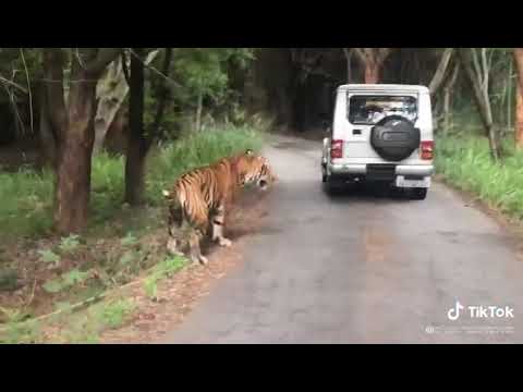 Ayyappa tiger