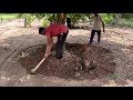 How to apply farm yard manure for mango trees  raj gadade