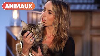 Les légendes du Maine Coon !  avec ÉricEmmanuel Schmitt et Laetitia Barlerin