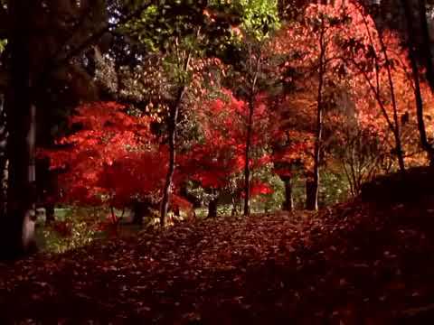 Дельта Листопад 2002 Автор ролика С А Расторгуев