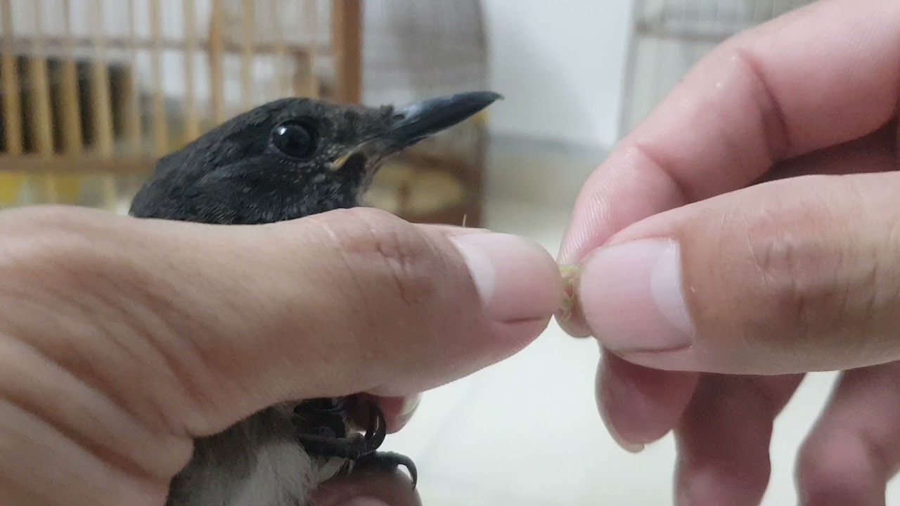 Cùng xem Tuân HP được nhờ giải cứu 1 em chòe than bánh tẻ bổi không chịu ăn sâu đã rất yếu ntn ạ