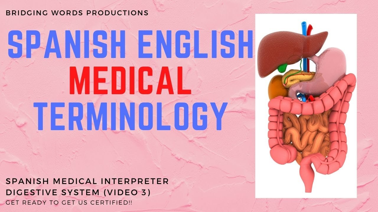Digestive System In Spanish Spanish English Medical Interpreter Translator - Medical Terminology