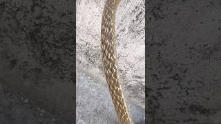 Mere Munne Bhool Na Jana Tu Apna Farj Nibhana #snakevideo  #ratsnake ​@chitransh_Bhai2.0 ⁠ #shorts