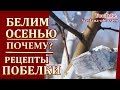 ВАЖНО! БЕЛИМ ОСЕНЬЮ  ДЕРЕВЬЯ.СУПЕР  РЕЦЕПТЫ ПОБЕЛКИ.ЛЕЧЕНИЕ МОРОЗОБОИН. ОБРАБОТКА ЖЕЛЕЗНЫМ КУПОРОСОМ