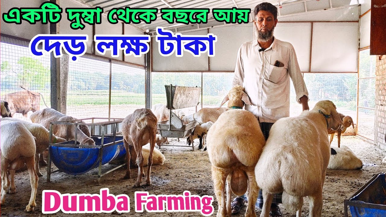 Dumba Farming//একটি দুম্বা থেকে বছরে আয় দেড় লক্ষ টাকা! সত্যিই কি সম্ভব?@agriculturediary