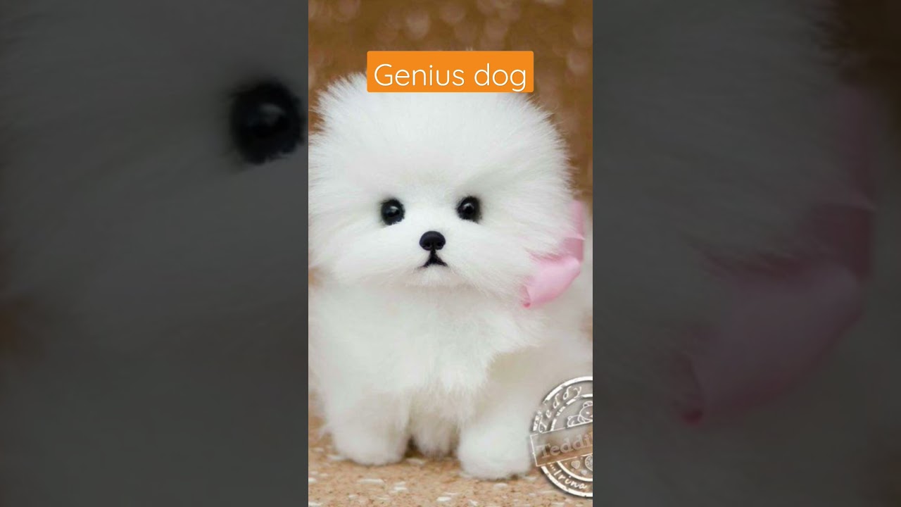 🐕 Intelligent Dog 