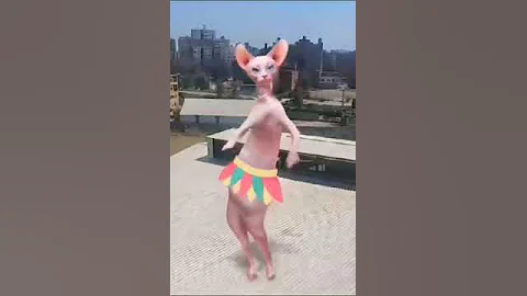 Watch the video about Crazy #funny #dance #sphinx #comedy #cat #sphynx #shorts #explore