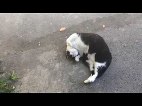 ვიღაცამ მოფსა