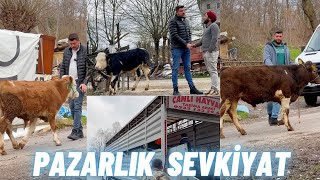 BUZAĞI PAZARLIĞI ÇİFT KATLI TIR İLE SEVKİYAT