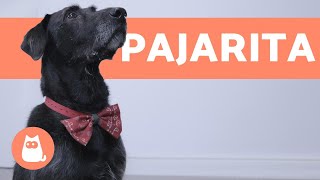 Mengonee Perro Ajustable del Gato del Gatito del Animal doméstico de la Pajarita del Perrito de decoración y estética Corbata Pajaritas 