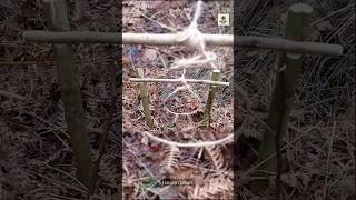 Skills Over Screens #survival #hunting  #shorts