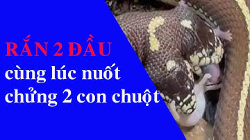RẮN 2 ĐẦU CÙNG LÚC NUỐT CHỬNG 2 CON CHUỘT | TWO-HEADED SNAKE SWALLOWING 2 MICE