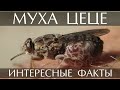 Муха цеце - интересные факты