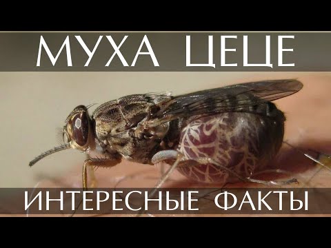 Видео: Какво означава муха?