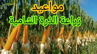 مواعيد زراعة الذرة الصفراء الشامية وأهم الأصناف