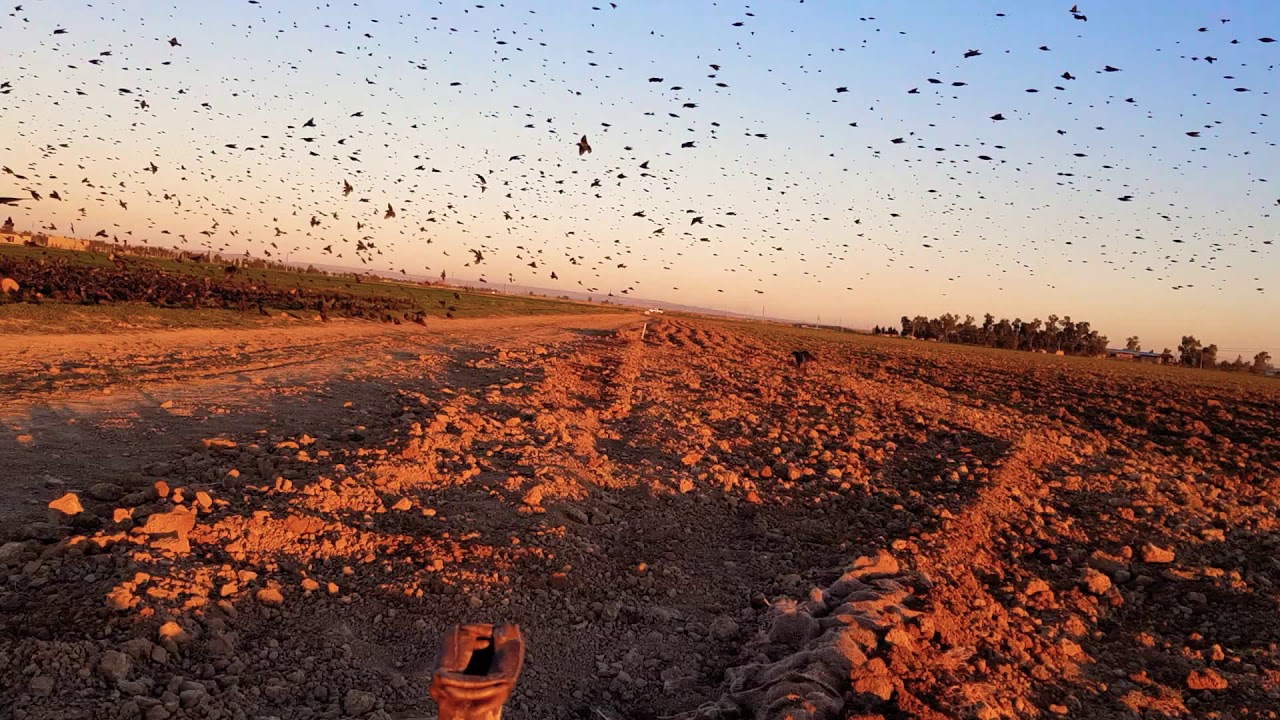 صيد الزرزور١٠٠٠