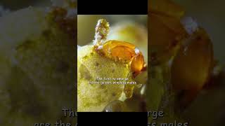 Its Incredible. Mating With Unhatched Female Eggs.