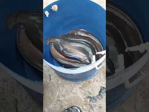 فى عز الشتاء احلا قرميط مزارع واكله علف هندركس 36 جميع انواع الأسماك الطازجه بسعر اليوم بكفر الشيخ
