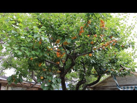 Video: Prorjeđivanje stabala marelice - kada i kako prorijediti plodove marelice