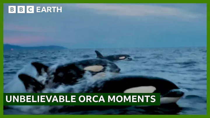 Extraordinary Orca Moments | BBC Studios