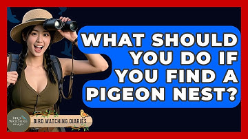 What Should You Do If You Find A Pigeon Nest? - Bird Watching Diaries