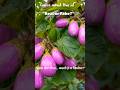 The Cutest Vegetable Ever! Mini Eggplant #facts #rbfacthub