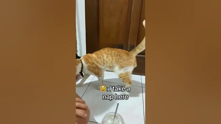 Wanna take a nap? Cute funny video #shorts #cat