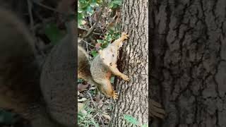 #music #viral #funny #edits #fun #shortsviral #squirrel #nature #aurora #runaway #beautiful #shorts